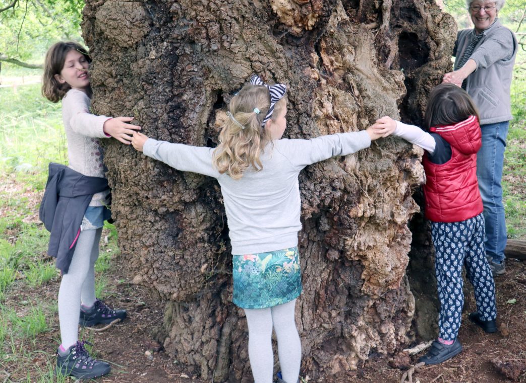 Hugging an Oak Tree