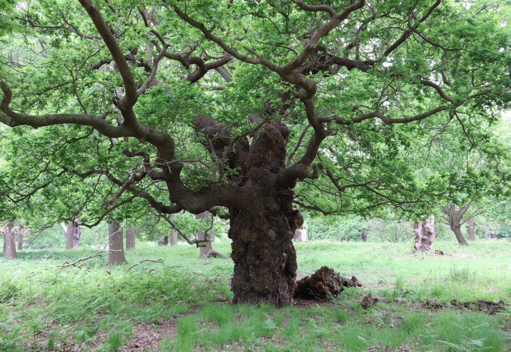 Oak tree