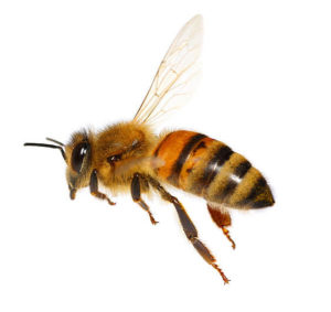 Picture of honey bee