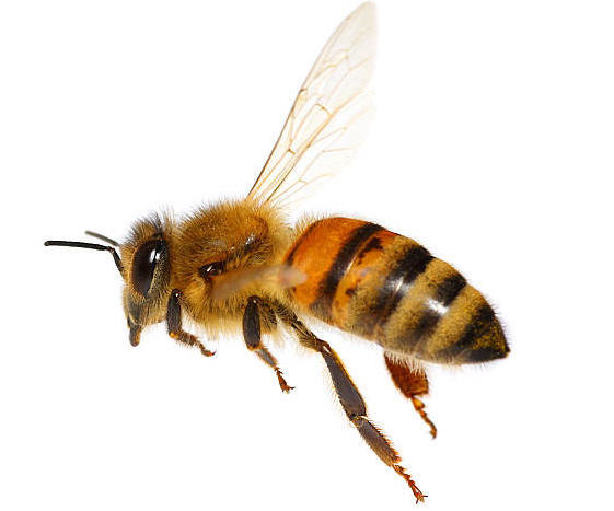 Picture of honey bee