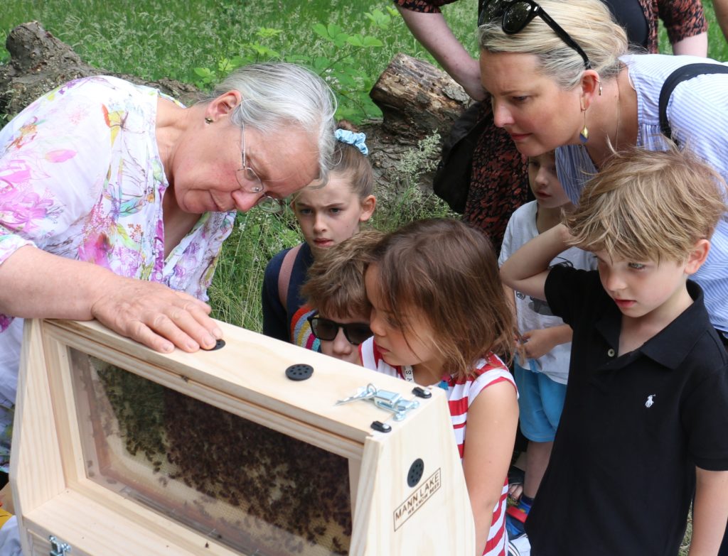 Looking at bees