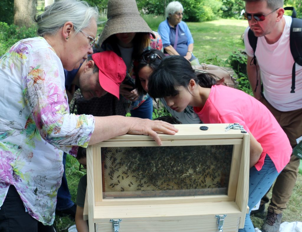 Picture of children looking for Queen Bee