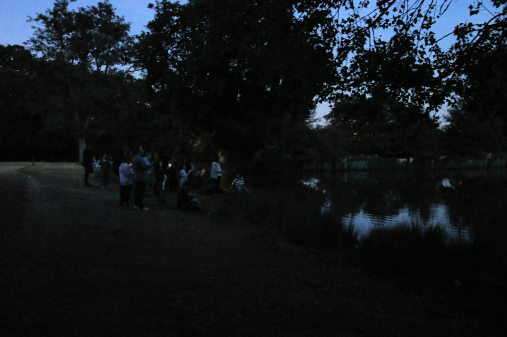 Family Bat Watch