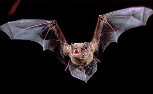 Noctule Bat