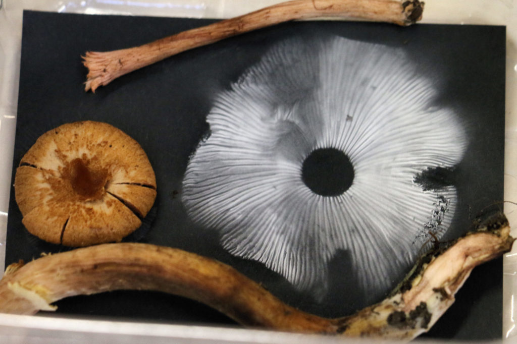 spore print