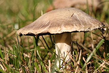 Field Mushroom