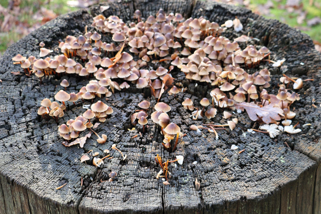 Fungi on wood