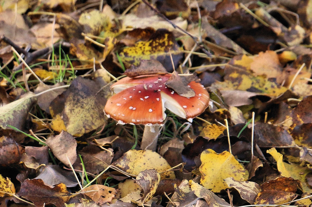 Fly Agaric