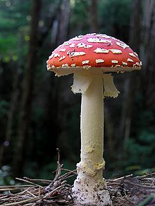 Fungus