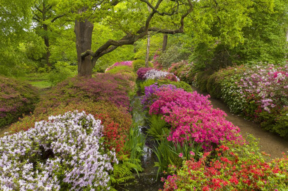 Isabella Plantation in Spring, a 60 sec exclusive - Friends of Richmond ...