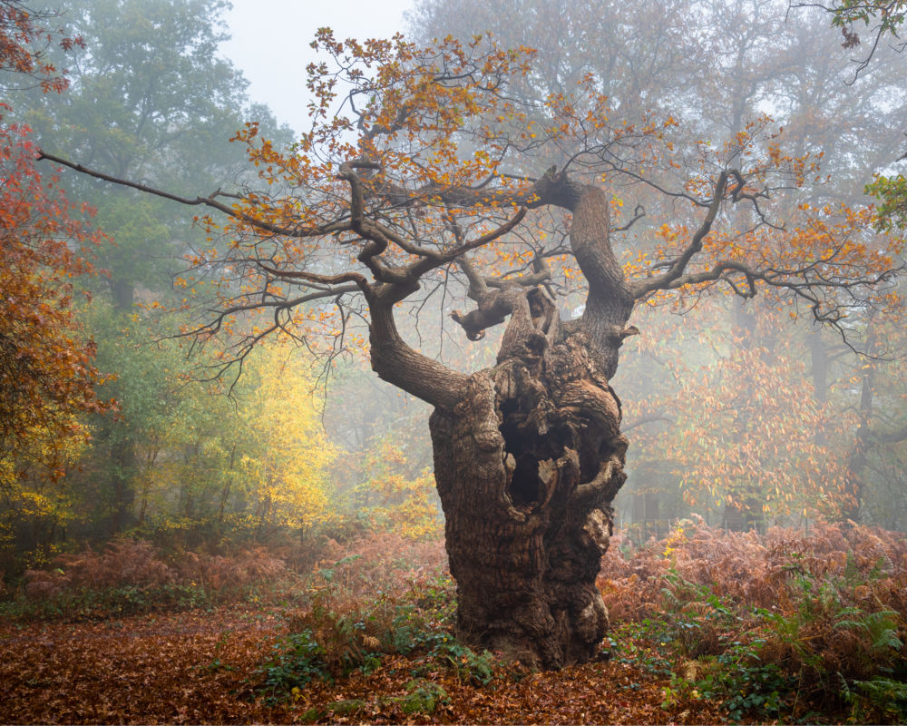 Veteran Oak (C) Cath Gothard (Autumn tree photography competition winner)