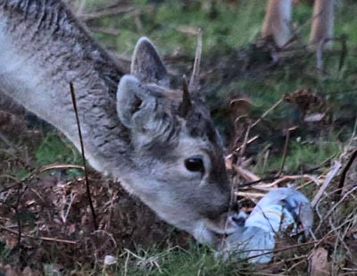 Deer chewing plastic