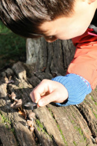 Looking at Fungi