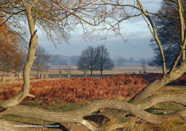 Richmond Park Calendar 2026 - Image 4