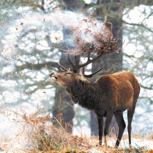 Crowning Glory - Pack of 8 Christmas cards