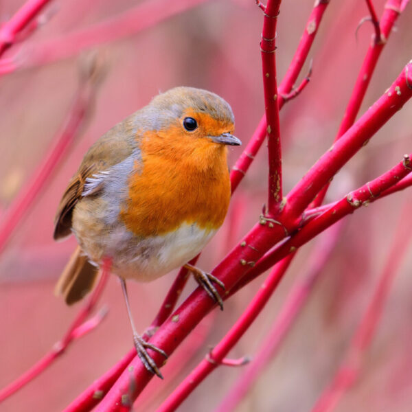 Dogwood Robin - Pack of 8 Christmas cards