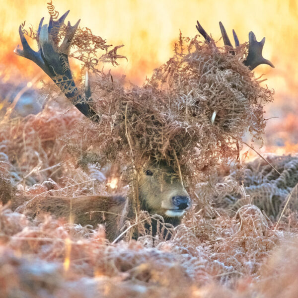 Peekaboo - Pack of 8 Christmas cards
