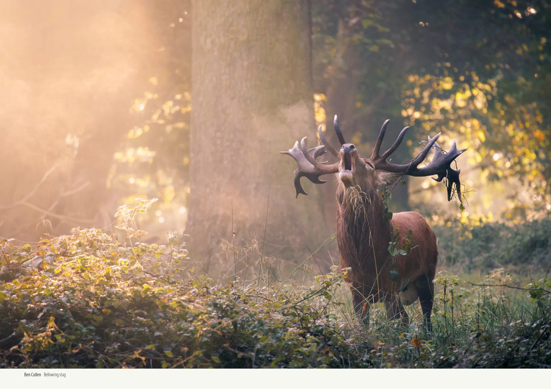 Richmond Park Calendar 2027 - Image 3