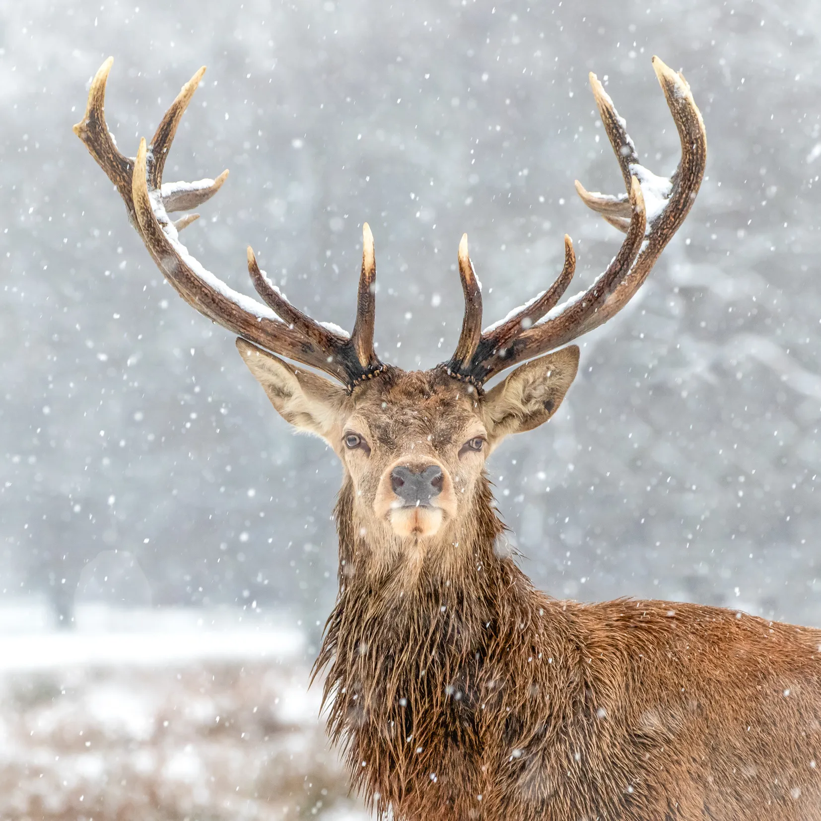 Noble Stag - Pack of 8 Christmas cards